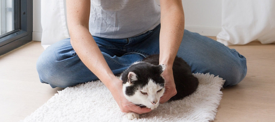 Was ist Physiotherapie für Katzen?