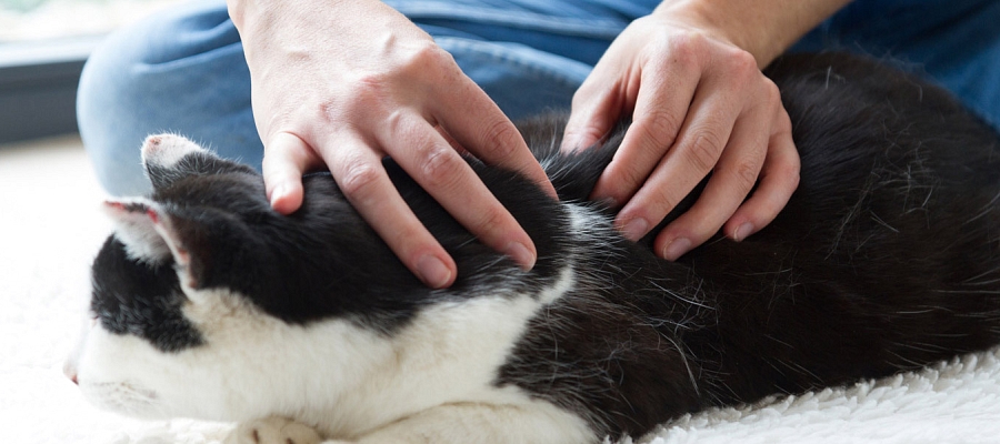 Wann ist Physiotherapie für Katzen angezeigt?