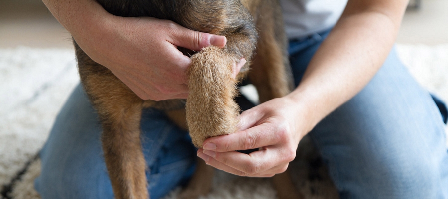 Was ist Physiotherapie für Hunde? 