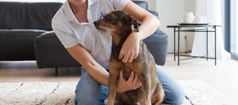 Wann ist Physiotherapie für Hunde angezeigt?