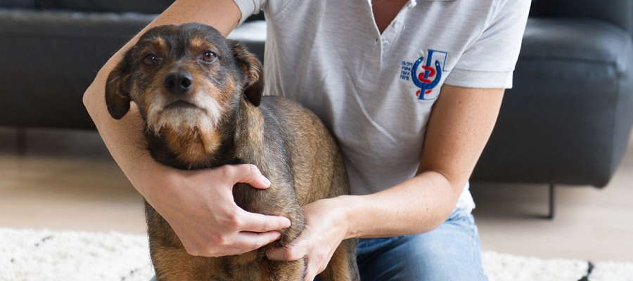 Auf was müssen Sie nach der Hundephysiotherapie achten?
