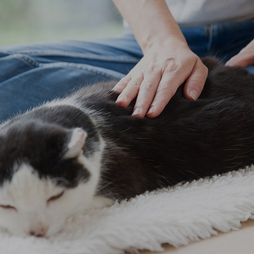 TIERPHYSIOTHERAPIE FÜR KATZEN